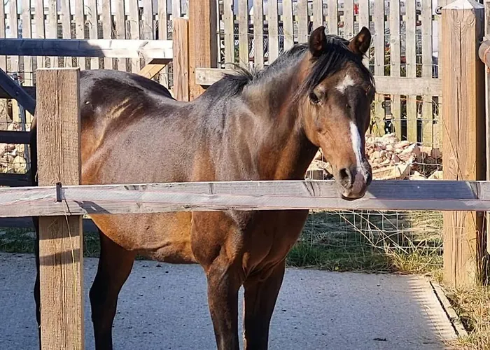Penelope